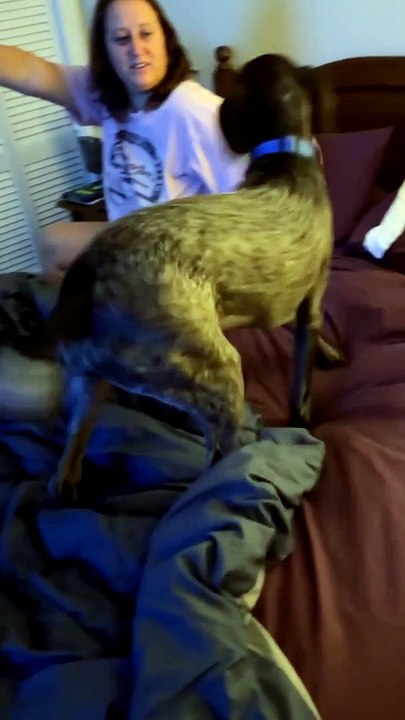 Dog Wants Another Meal