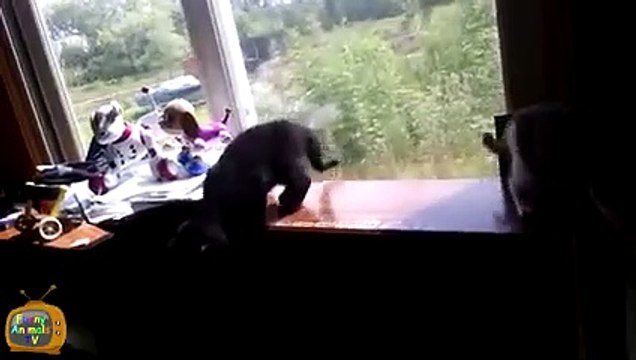 Funny Kittens 2015 - Cute Kittens - Funny Kittens Compilation - Cute Kitten Videos 2015