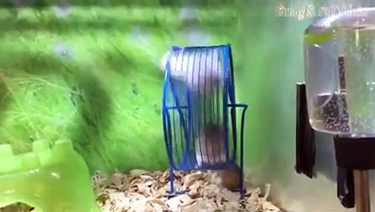 Animal Fails of the Week 3 January 2016 - Anima...