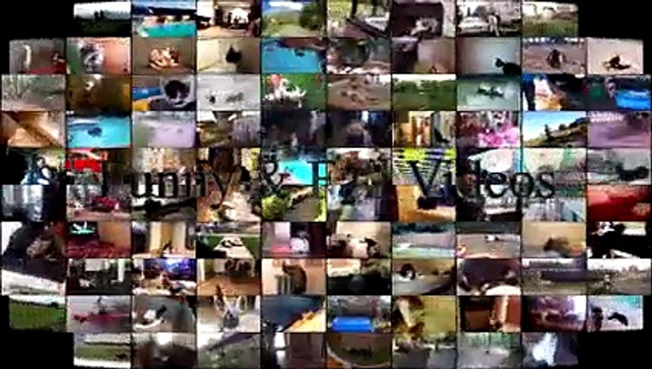 Animals Riding RC Car - Funny Animals Compilation