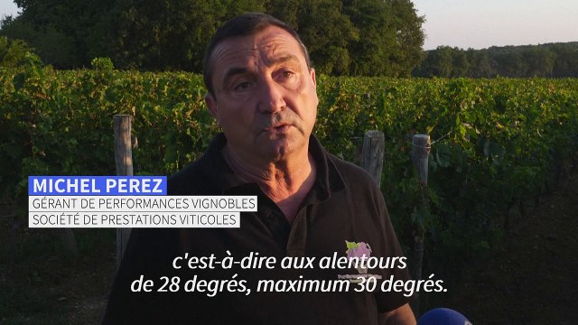 Vendanges dans le Bordelais: face à la canicule, on embauche plus tôt