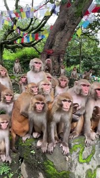 Heure d'alimentation des singes