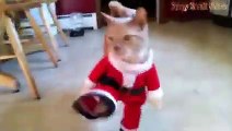 Funny and Cute Animals - Funny Animal Videos Compilation December 2016