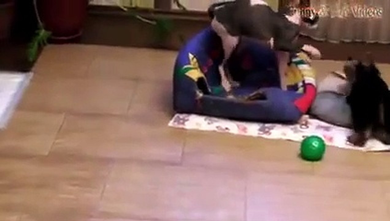 Funny Cats And Dogs Part 6 - Funny Cats vs Dogs - Funny Animals Compilation