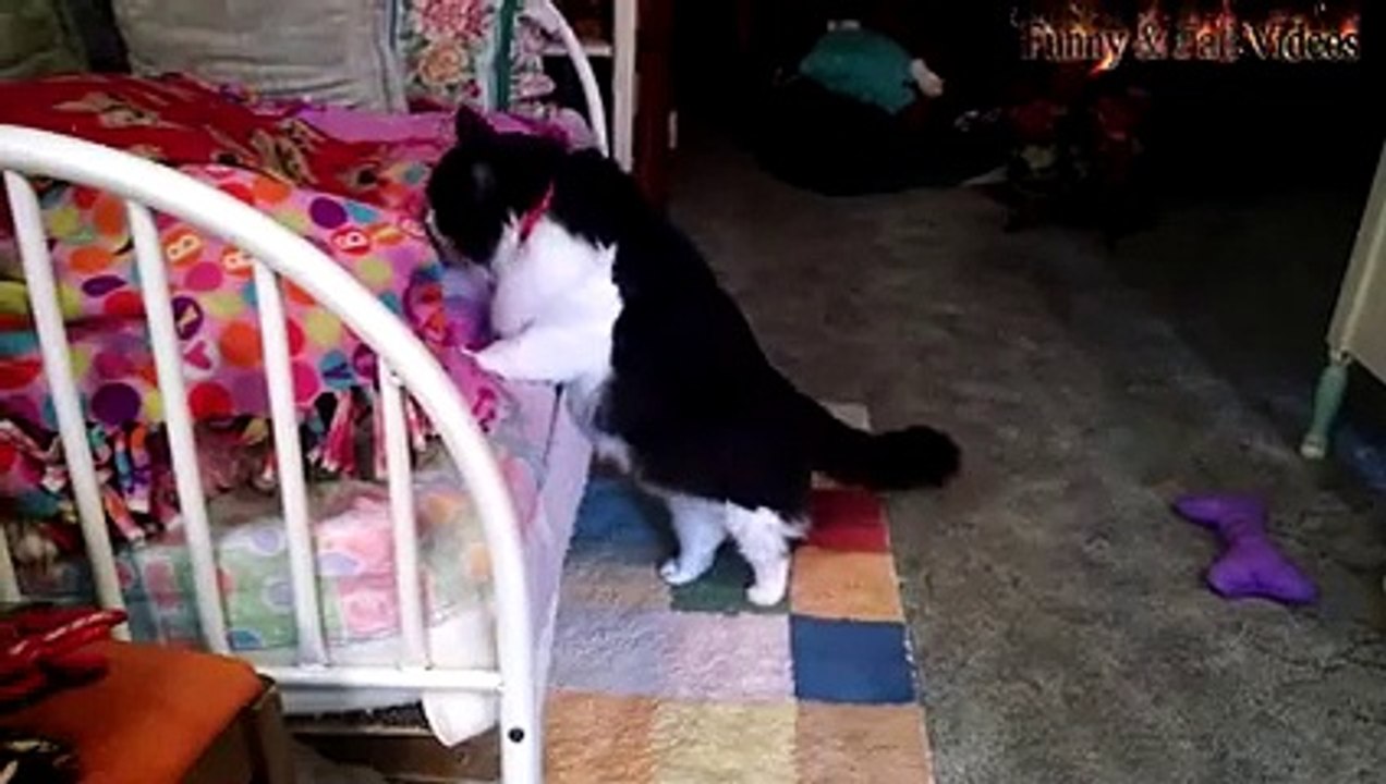 Funny Cats And Dogs Part 7 - Funny Cats vs Dogs - Funny Animals Compilation