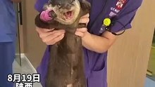 受傷包扎好的水獺哇哇大哭。The injured and bandaged otter cried loudly.