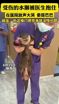 受傷包扎好的水獺哇哇大哭。The injured and bandaged otter cried loudly.