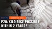 Is P20/kilo rice possible within 2 years? ‘Baka mahirap po,’ says DA