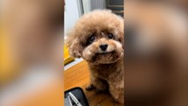 'Adorable' toy poodles who look like they're always smiling go viral on TikTok