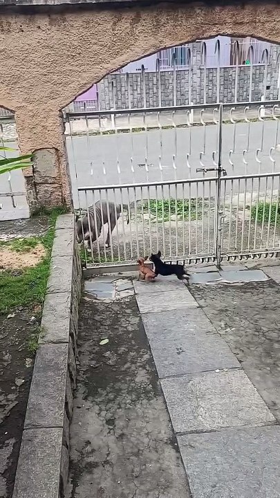 Tiny Dogs Chase Big Dog