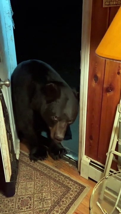 Mr. Doorman Scratches Before Closing Door