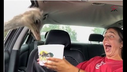 Hilarious moment woman shrieks and laughs as animals lean in through car window to grab a snack during visit to a safari park