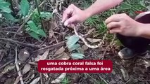 Coral falsa é resgatada na obra da BR 470