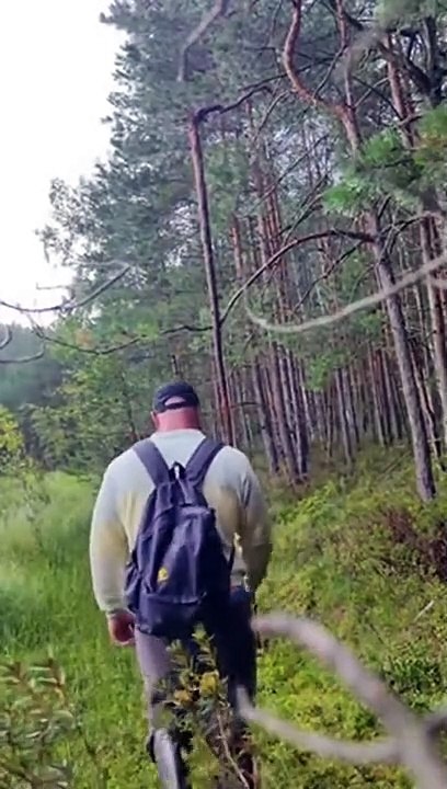 Cette foret cache quelque chose en dessous... profond