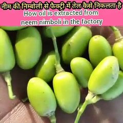 नीम का तेल कैसे तैयार होता है फैक्ट्री में देखिए