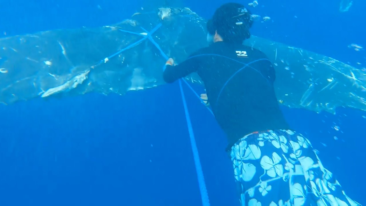 Brésil : le sauvetage rocambolesque d'une baleine à bosse par deux familles françaises à bord de leurs voiliers