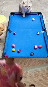 Funny cats,funny videos animal,lFunny videos,فيديو مضحك/grappige video/ смешнае відэа/ 有趣的視頻/ sjov video / hauska video/bhidio èibhinn/fyndið myndband/video divertente/面白いビデオ/ lustiges Video/ 웃긴 영상/ witzeg Video/ śmieszny filmik/Vídeo engraçado/vidéo drôl