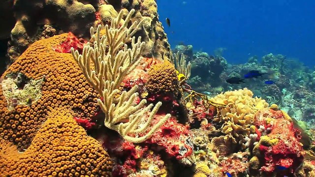 La importancia de conservar los ecosistemas marinos y costeros