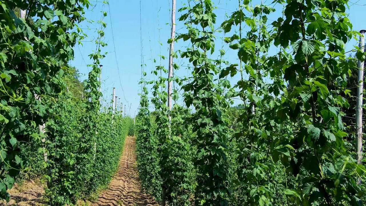 Agricultura sostenible: cómo alimentar al mundo sin dañar el medio ambiente