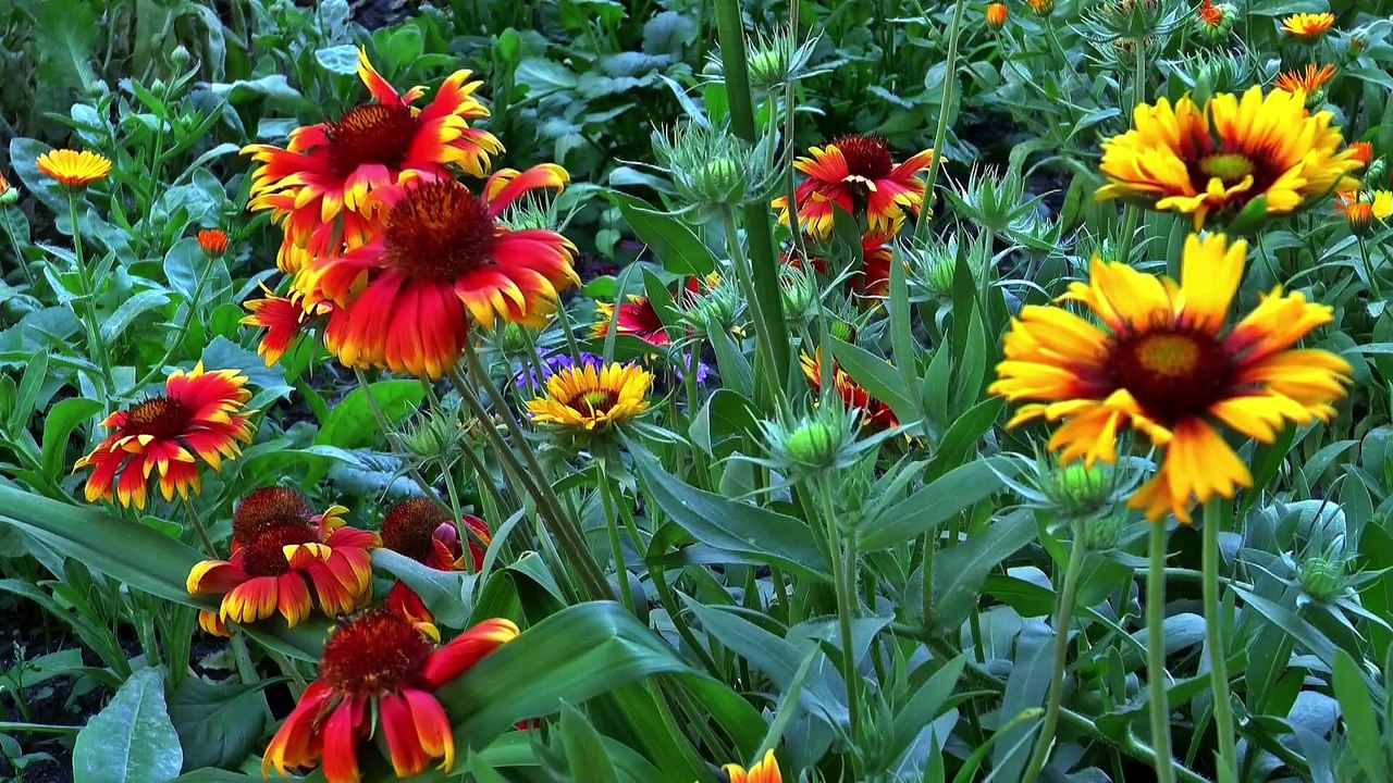 Jardín Resiliente: Plantas ideales para resistir sequías y escasez de riego