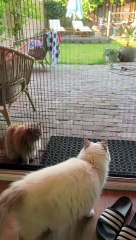 Persian Cat Confused By Open Door