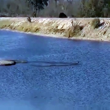 Kind hippo saves antelope from crocodiles and hyenas