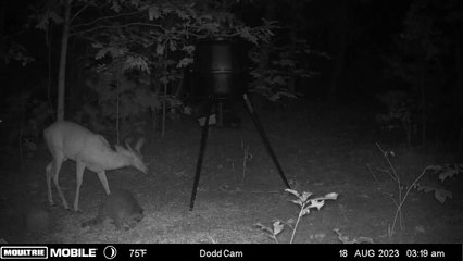 Un raton laveur surprend un cerf lors d'une rencontre nocturne
