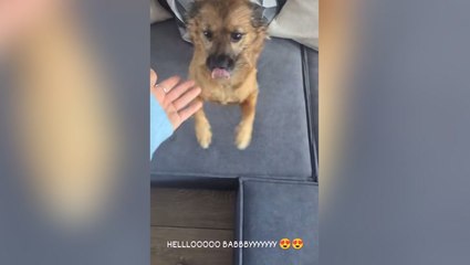 Lioness Rachel Daly reunites with pet dog after devastating World Cup loss