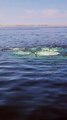 Observation des baleines dans l'Atlantique