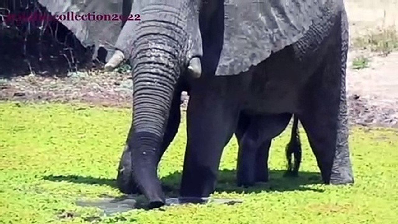 Elephant erection