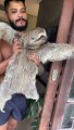 Silly Sloth Won't Let Go of Door