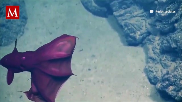 Calamar vampiro genera miedo en redes sociales por su aspecto terrorífico