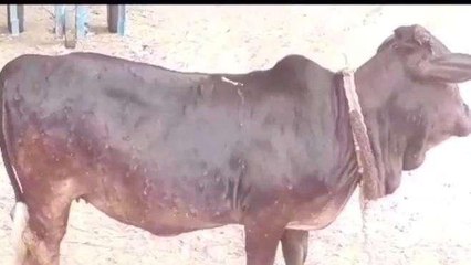 కాకినాడ జిల్లా: వారెవ్వా.. 3 అడుగుల ఆవులు.. మీరు ఎప్పుడైనా చూసారా?