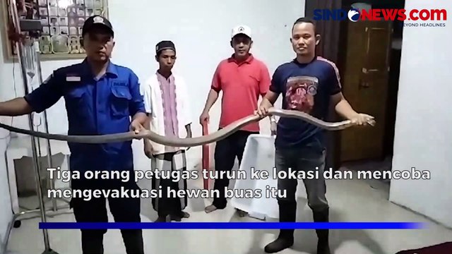 Dramatis, Petugas Evakuasi Kobra Panjang 3 Meter dari Kamar Warga Aceh Besar