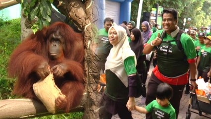 Satu keluarga serbu Zoo Negara, meriah betul sambutan Hari Orangutan Sedunia