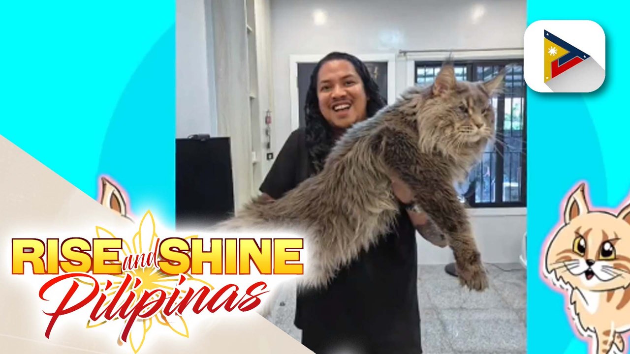 Wednesday Pets' Day | Maine Coon Cat