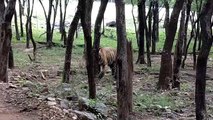 जल्द ही कुंभलगढ़ के जंगलों में गूंजेगी रणथम्भौर के बाघों की दहाड़