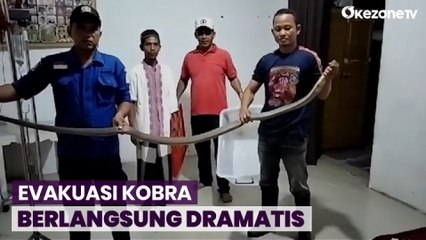 Ular Kobra Panjang 3 Meter Dievakuasi dari Kamar Warga di Aceh Besar