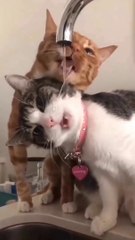 Cute and Funny Cat and dog Videos #trending #viral #funny