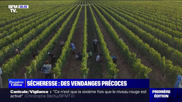 Conséquence des fortes chaleurs, les vendanges ont déjà commencé dans le Bordelais
