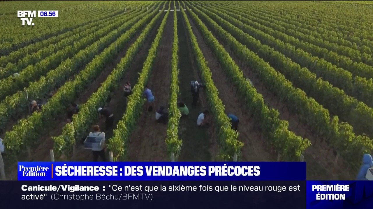 Conséquence des fortes chaleurs, les vendanges ont déjà commencé dans le Bordelais