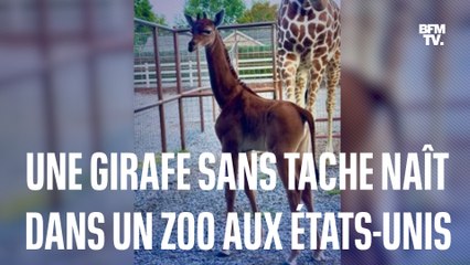 Une girafe sans tache naît dans zoo aux États-Unis, et c'est extrêmement rare