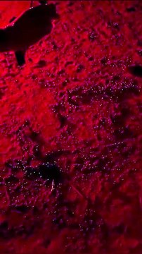 Nate le tartarughe Caretta caretta a Milano Marittima