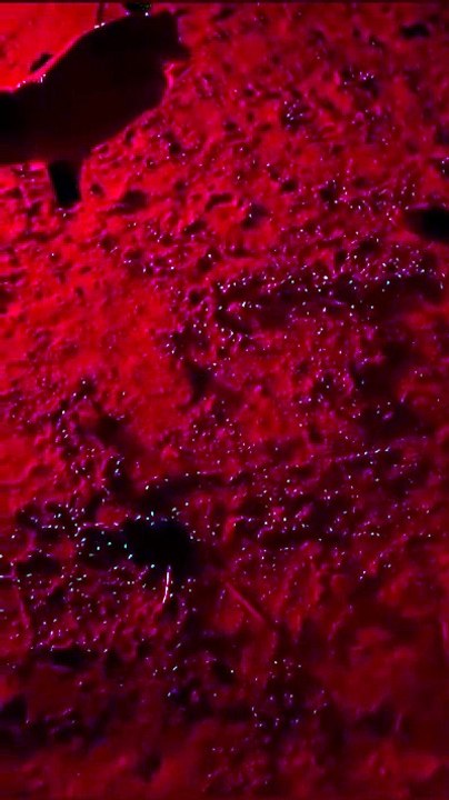 Nate le tartarughe Caretta caretta a Milano Marittima