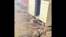 Çanakkale'de yangından korken kedi ve köpek canını son anda kurtardı!