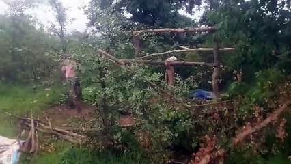 Encroachment on the rise again in the forest