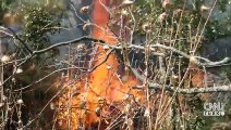 Yunanistan'da orman yangını felaketi! Kontrol altına alındı