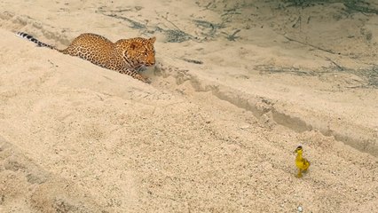 Innocent Baby Bird Walks up to Leopard - Crazy Ending
