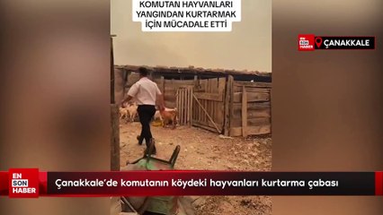 Çanakkale'de komutanın köydeki hayvanları kurtarma çabası