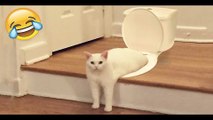 Funniest Cats and Dogs  - Funny Animal Videos---#138--- فيديوهات حيوانات مضحكة